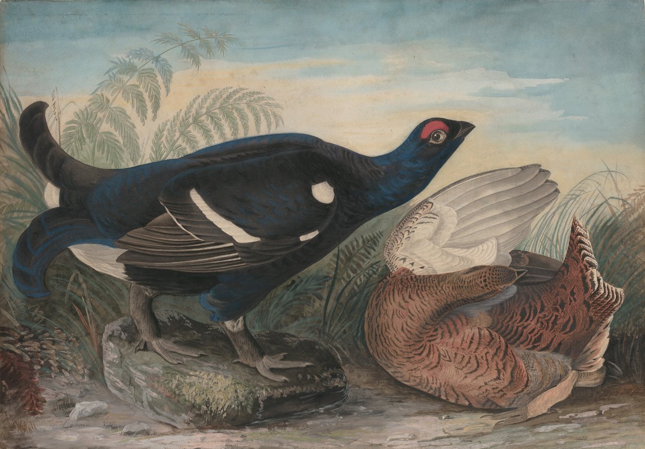 Engelske sorte haner, 1828. af John James Audubon