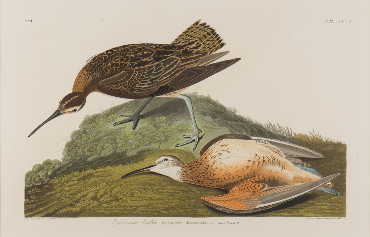 Esquimax Curlew, 1834 (wc på papir) af John James Audubon