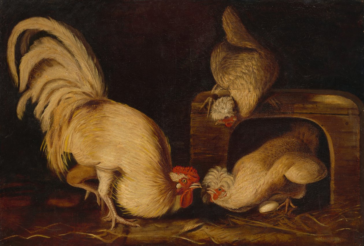 Gårdshøns af John James Audubon
