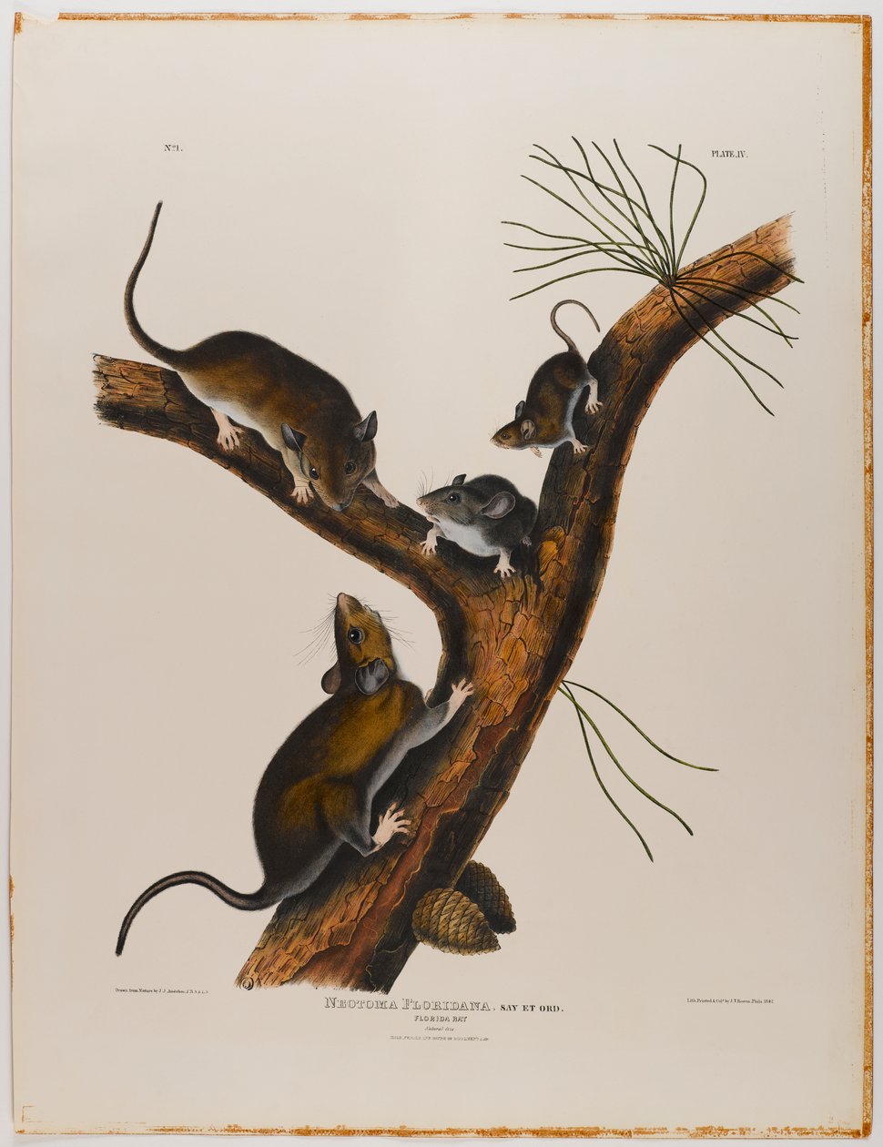 Florida rotte af John James Audubon