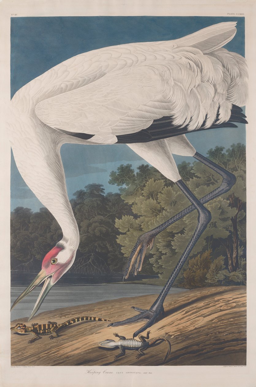 Hooping Crane, 1834 af John James Audubon