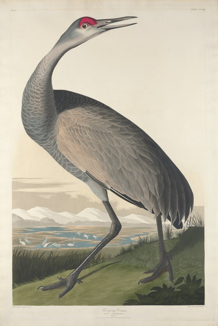 Hooping Crane, 1835 af John James Audubon