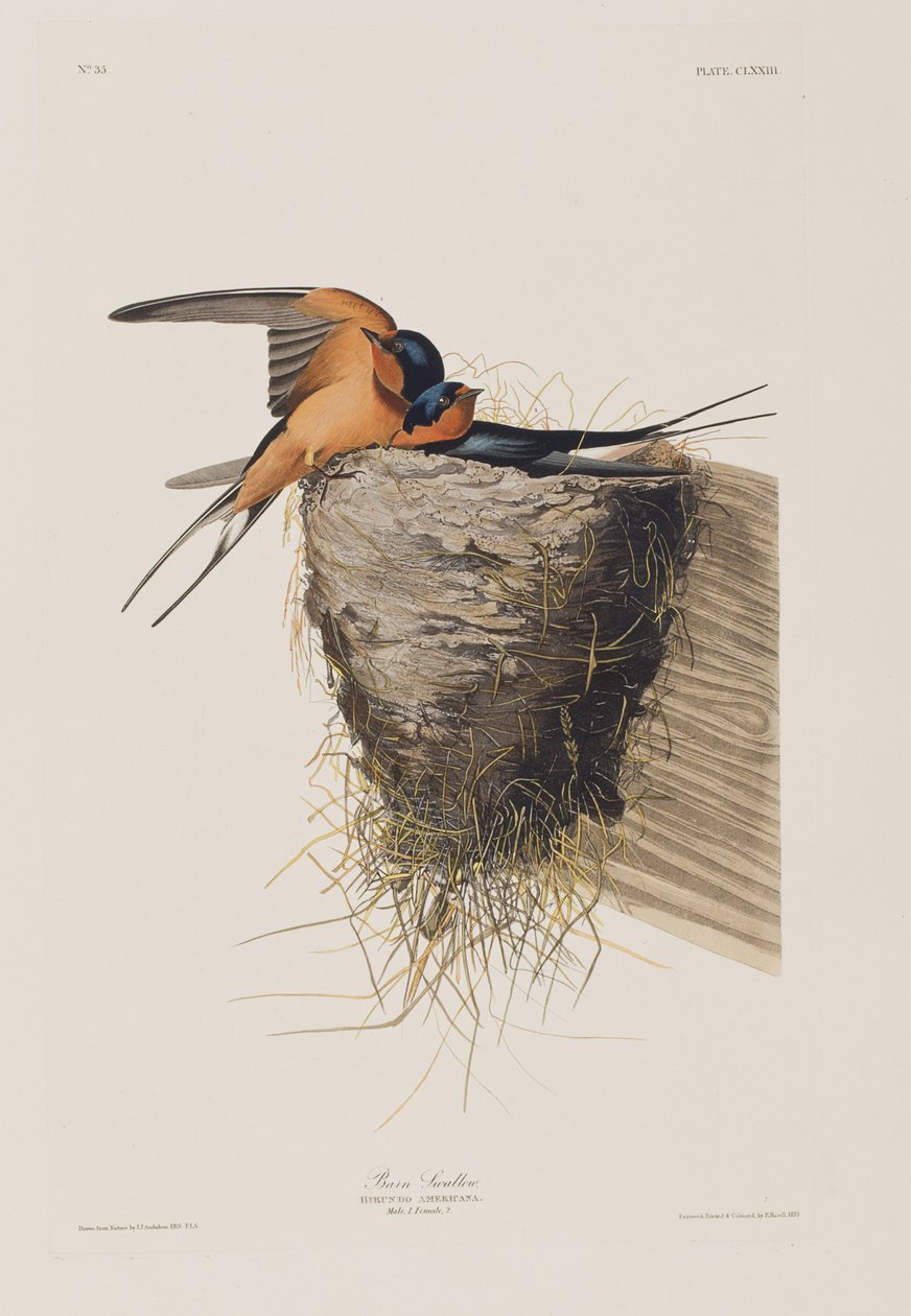Illustration fra 