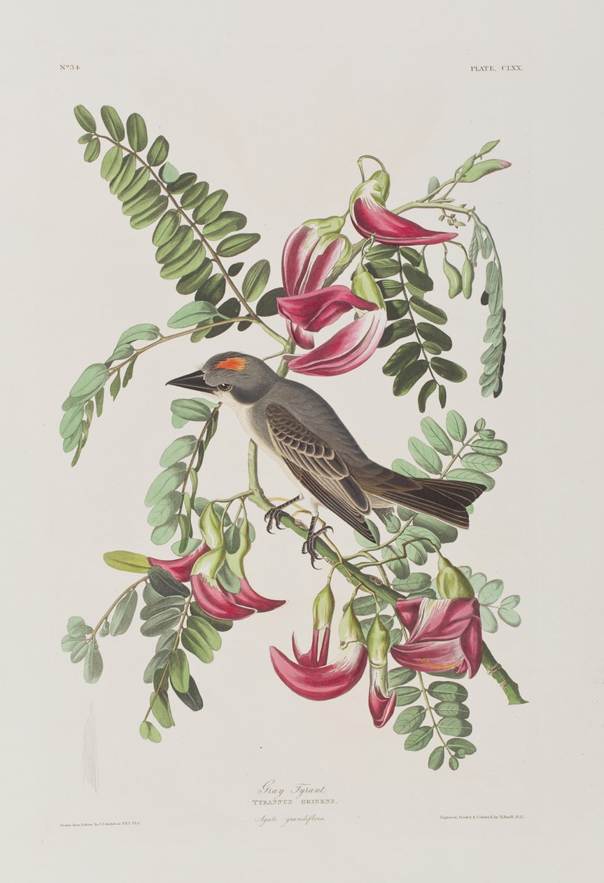 Illustration fra 