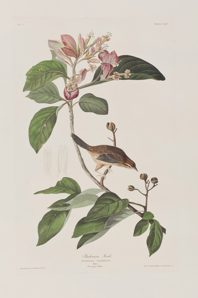 Illustration fra 