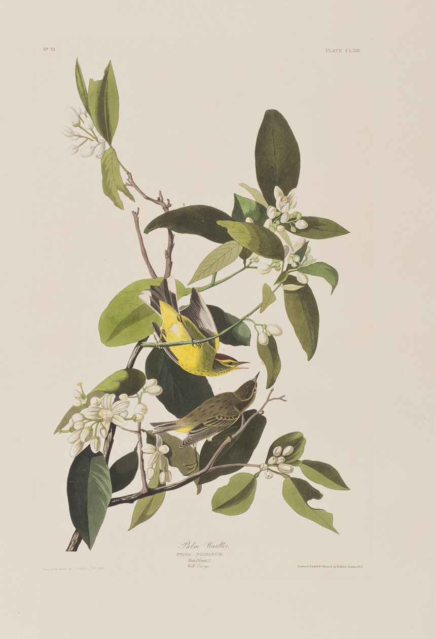 Illustration fra 