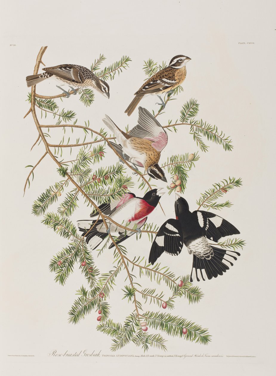 Illustration fra 