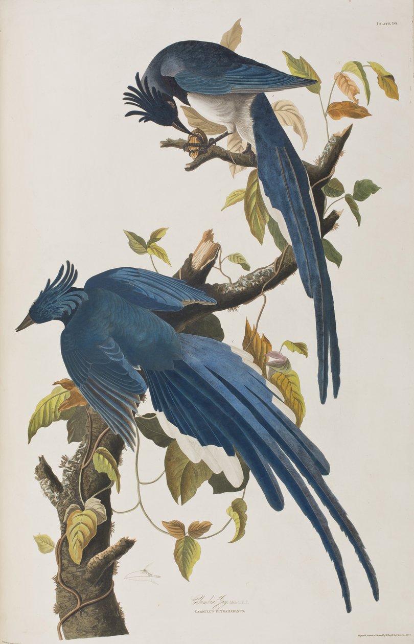 Illustration fra 
