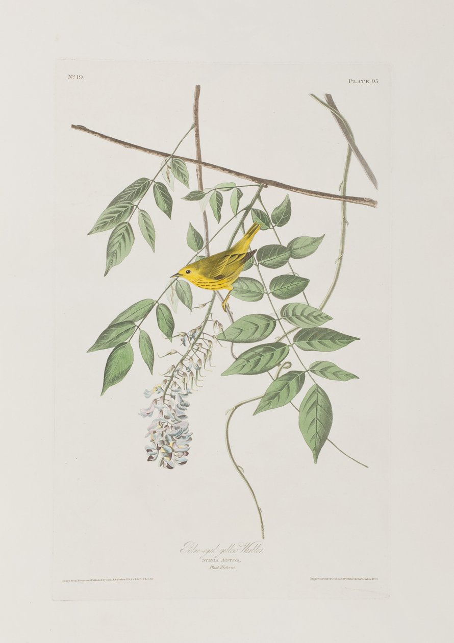 Illustration fra 