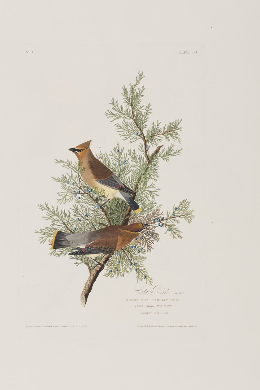 Illustration fra 