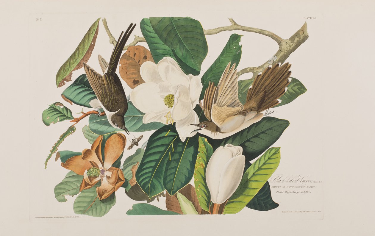 Illustration fra 