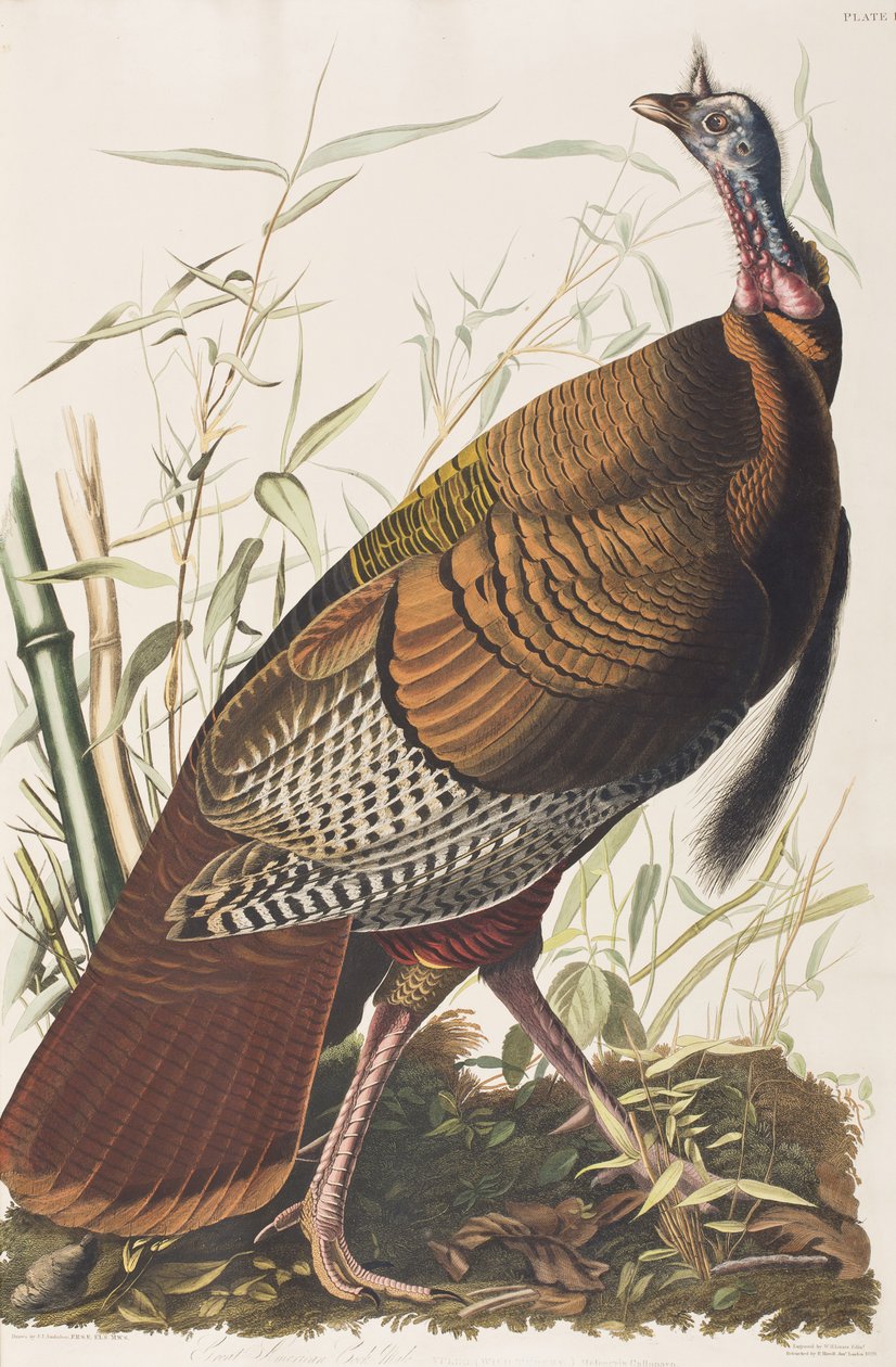 Illustration fra 