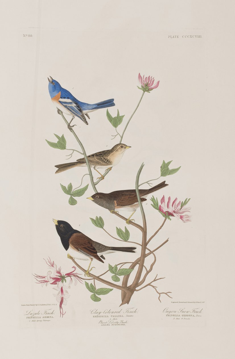 Illustration fra 