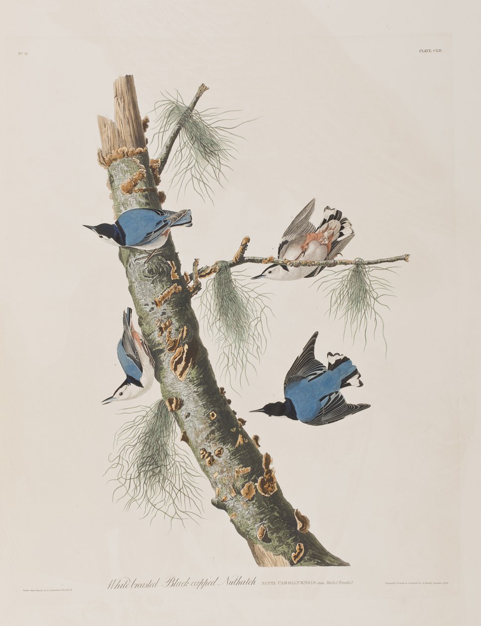 Illustration fra 