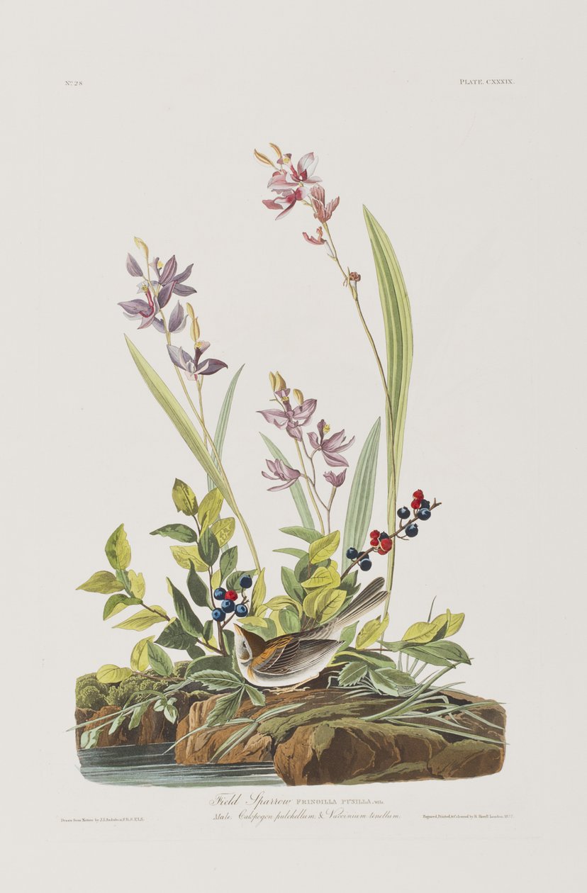 Illustration fra 