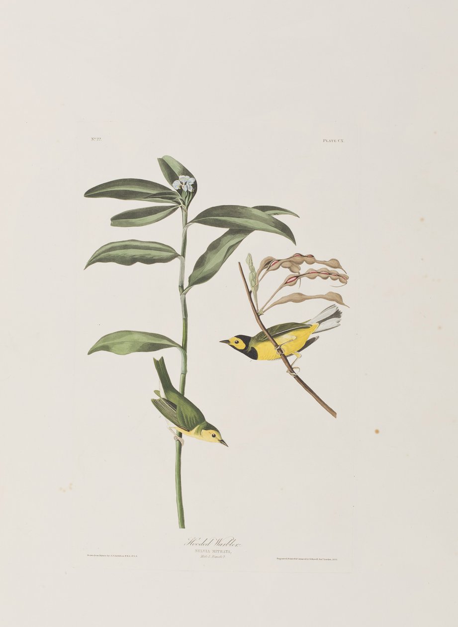 Illustration fra 