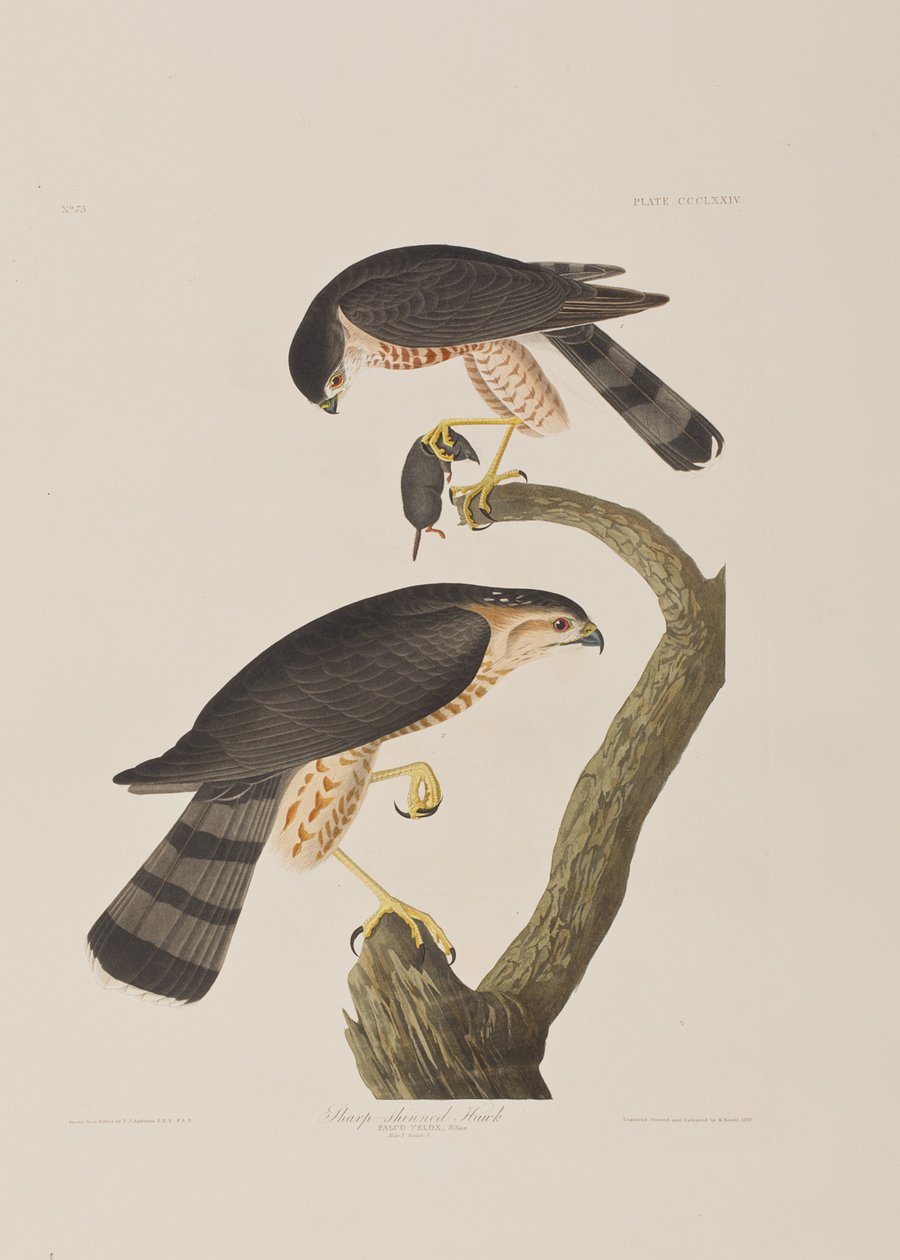 Illustration fra 