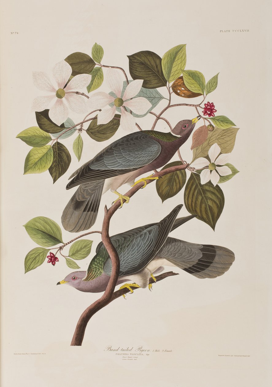 Illustration fra 