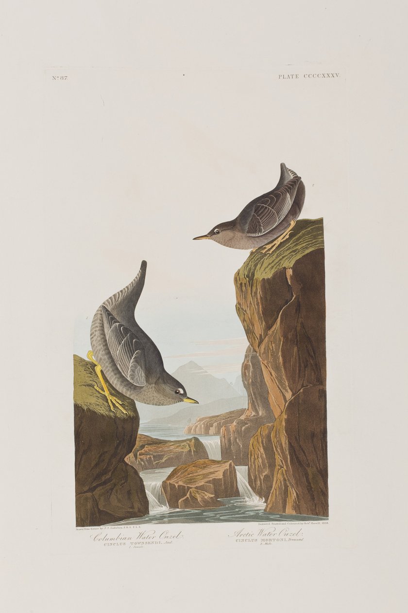 Illustration fra 