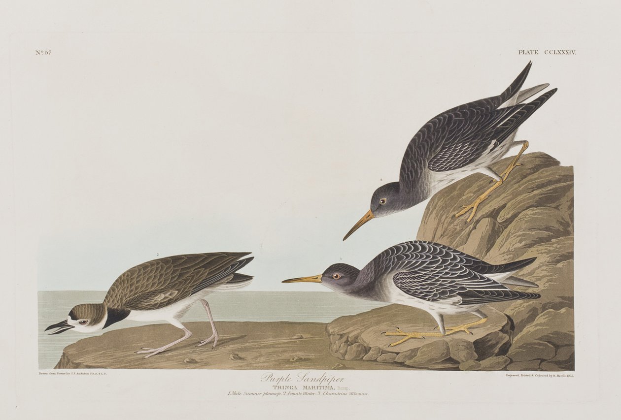 Illustration fra "Birds of America af John James Audubon