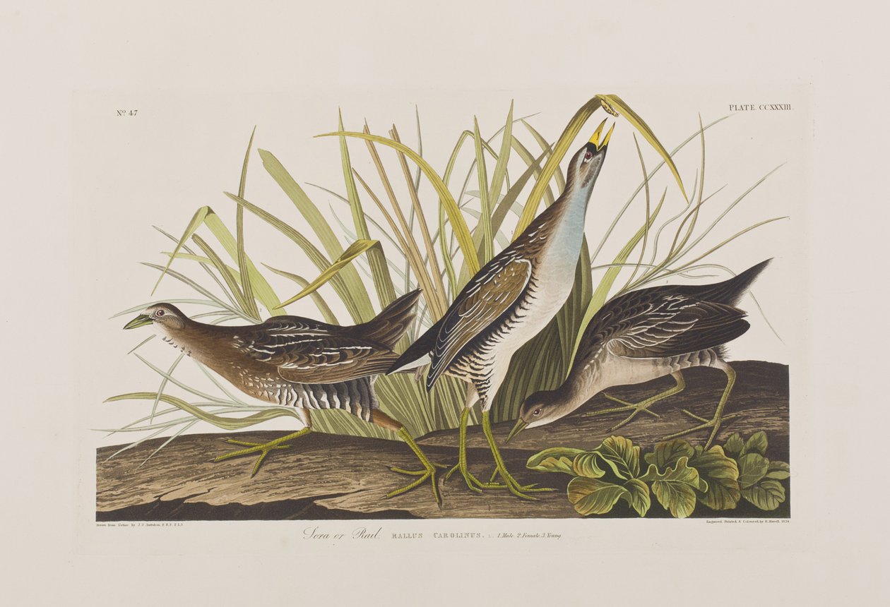 Illustration fra 