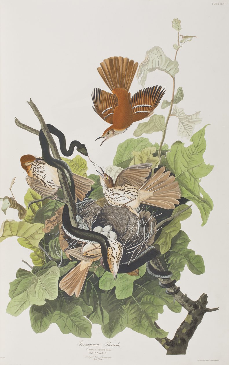 Illustration fra 