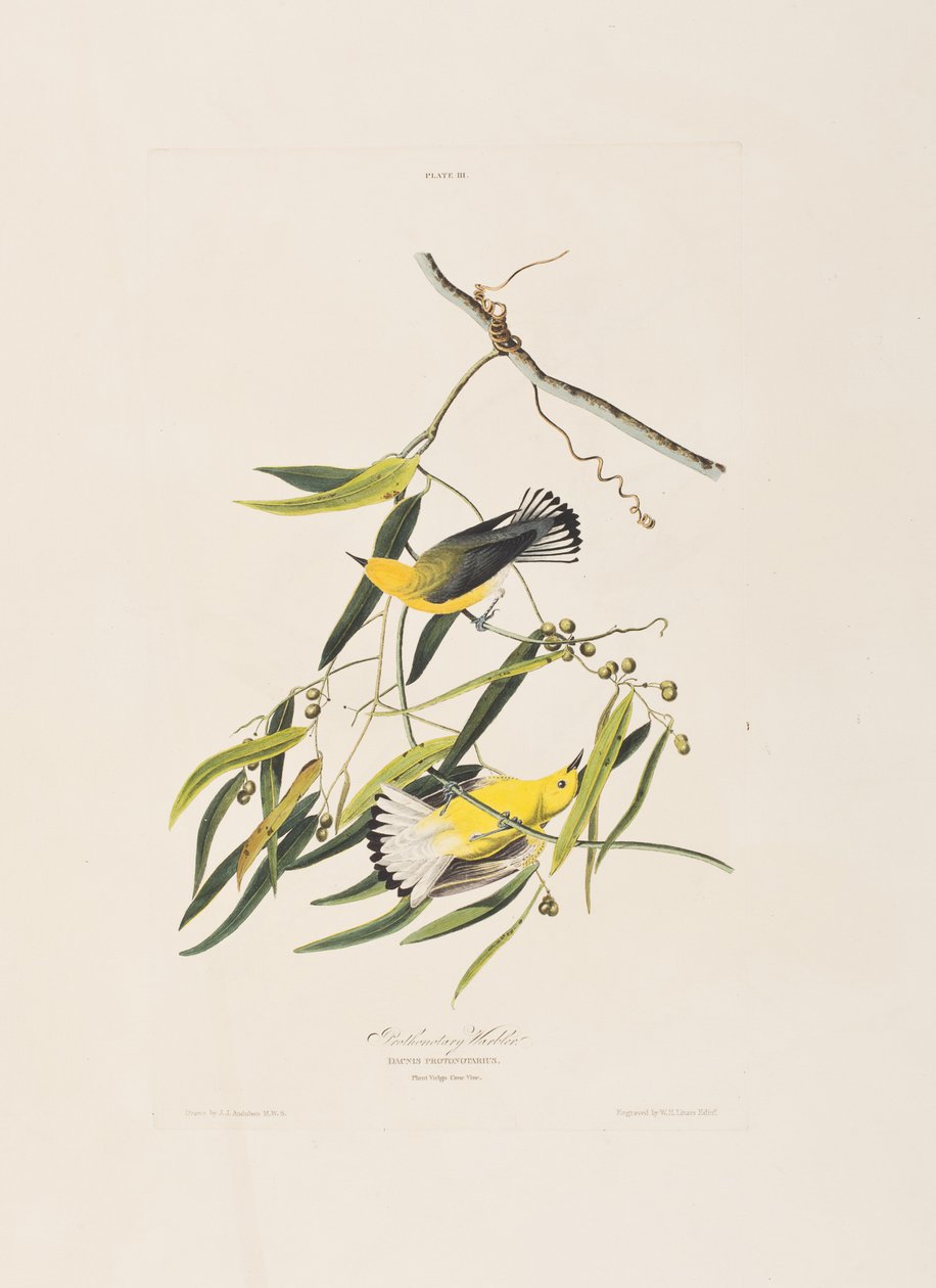 Illustration fra 
