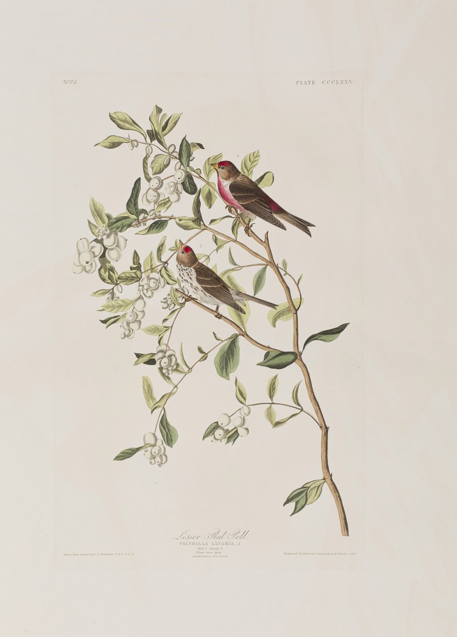 Illustration fra 