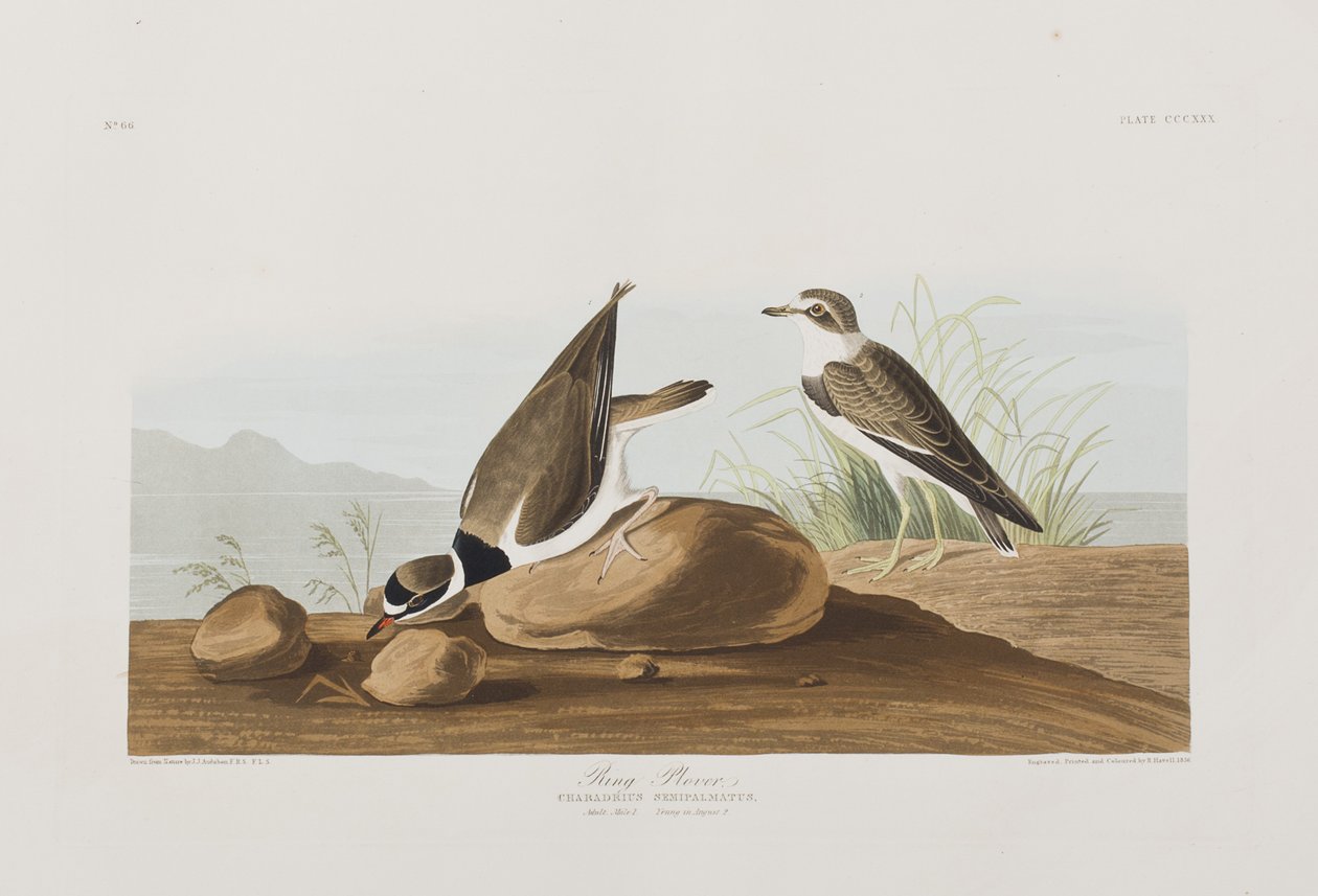 Illustration fra 