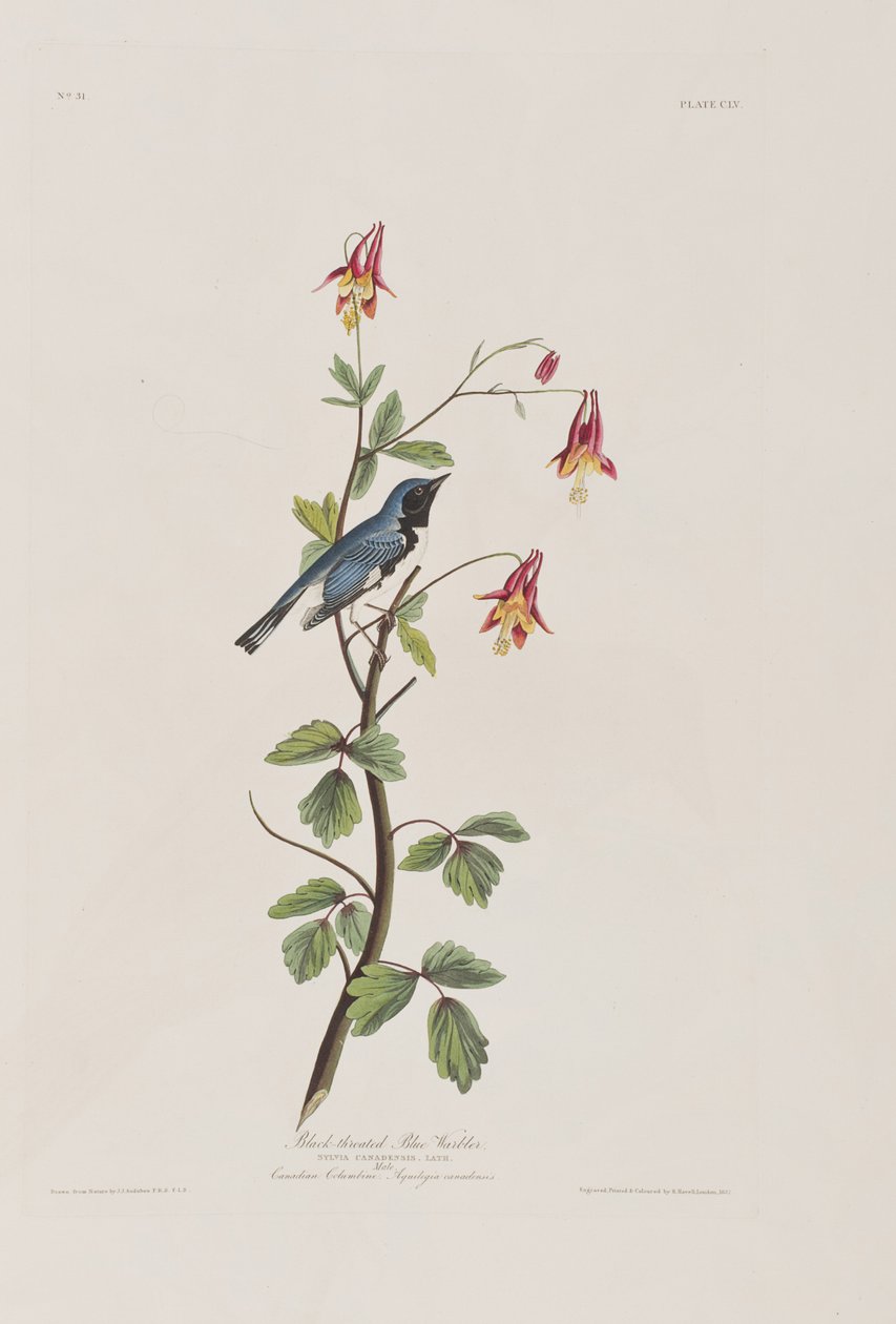 Illustration fra 
