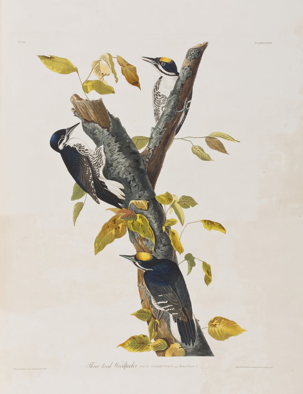 Illustration fra 