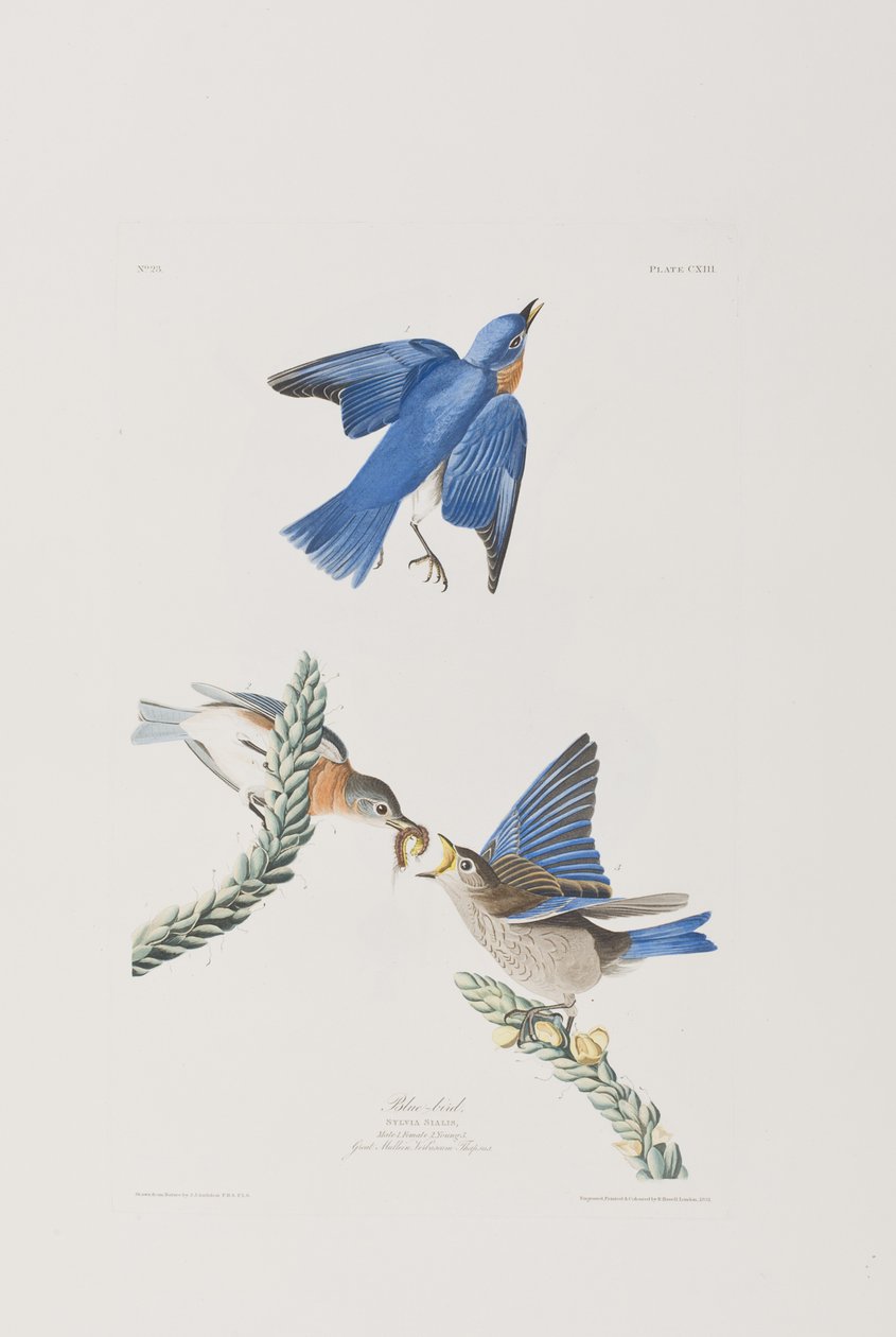 Illustration fra 