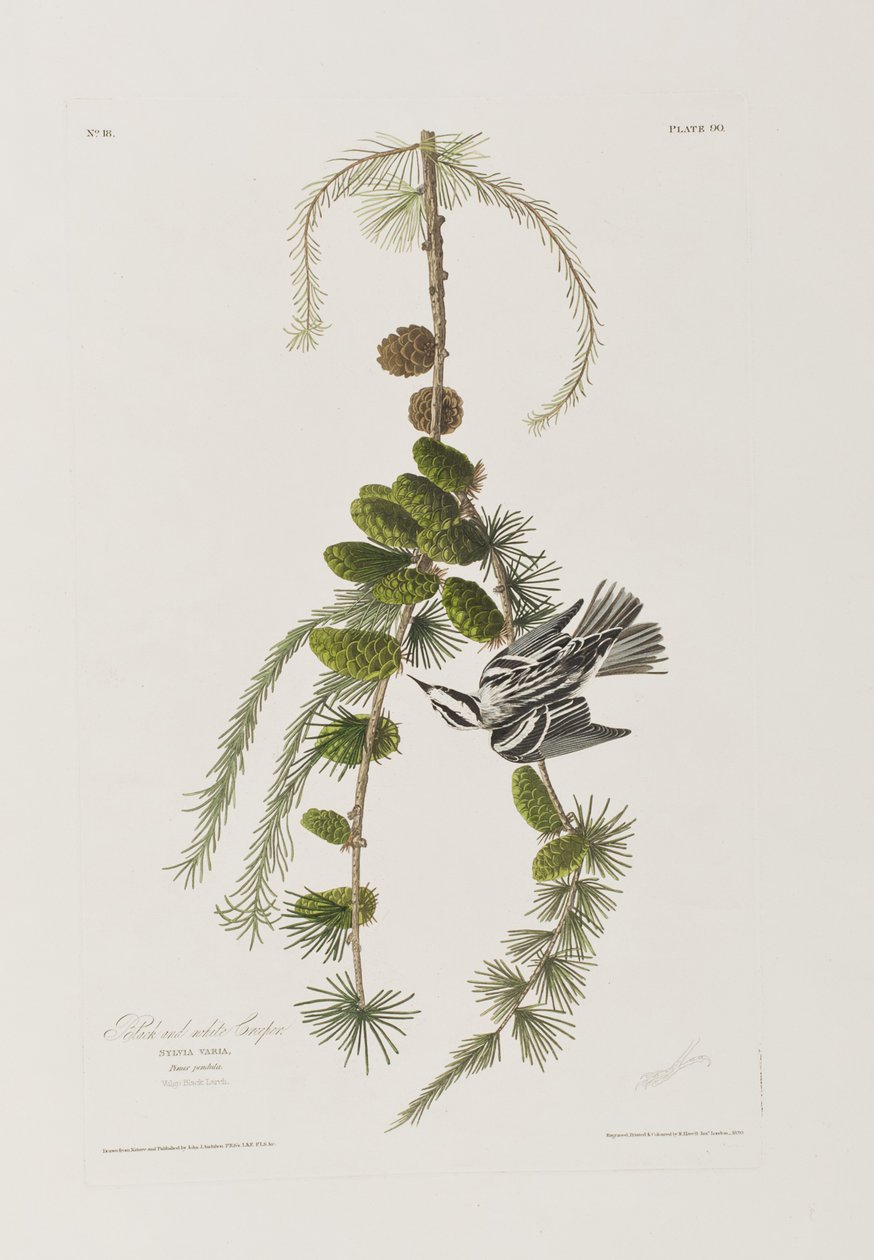 Illustration fra 