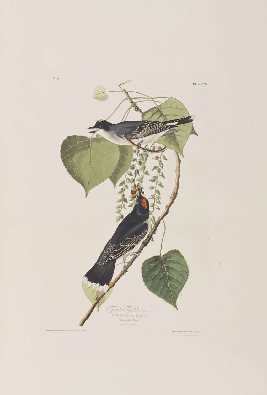 Illustration fra 