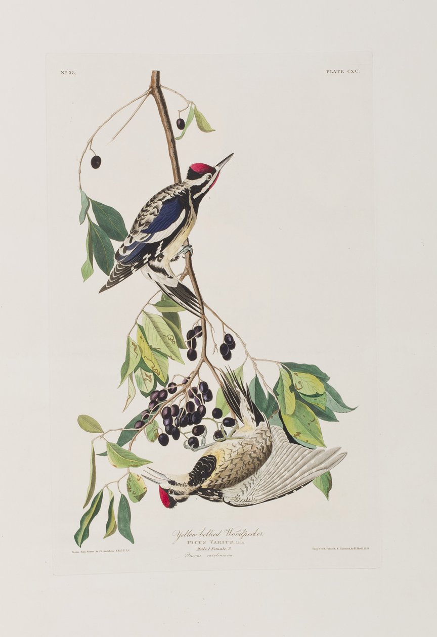 Illustration fra 