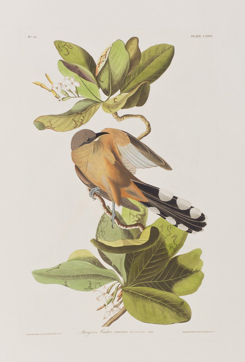 Illustration fra 