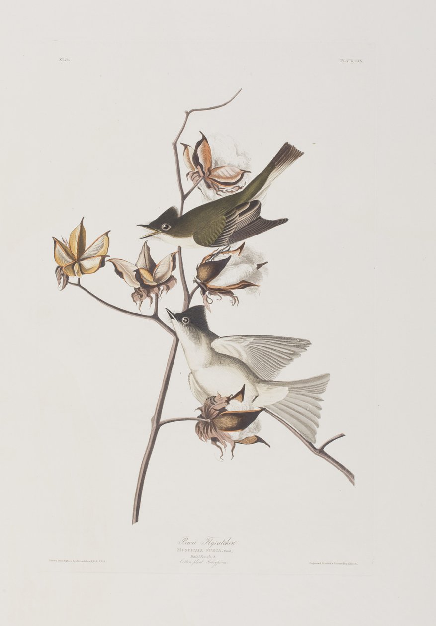 Illustration fra 