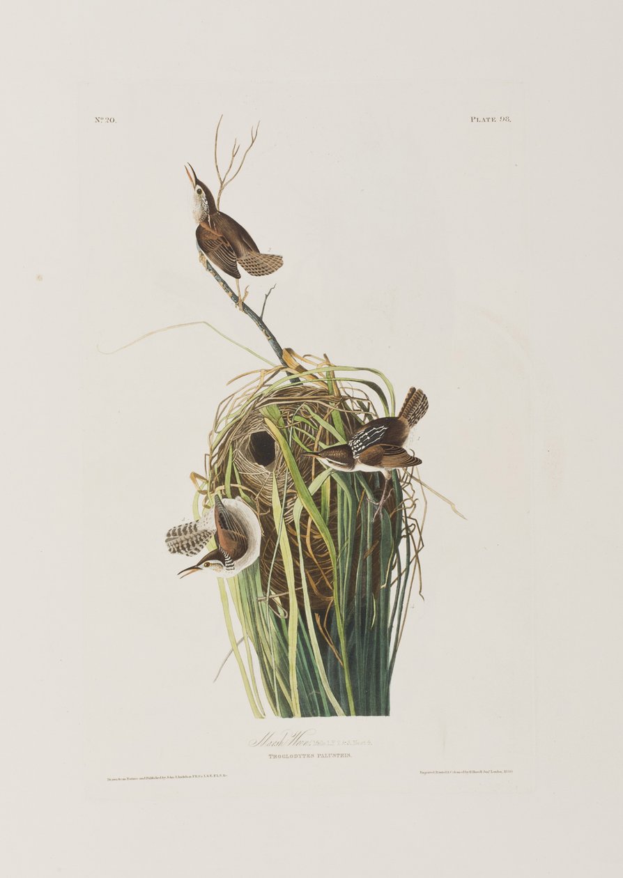 Illustration fra 
