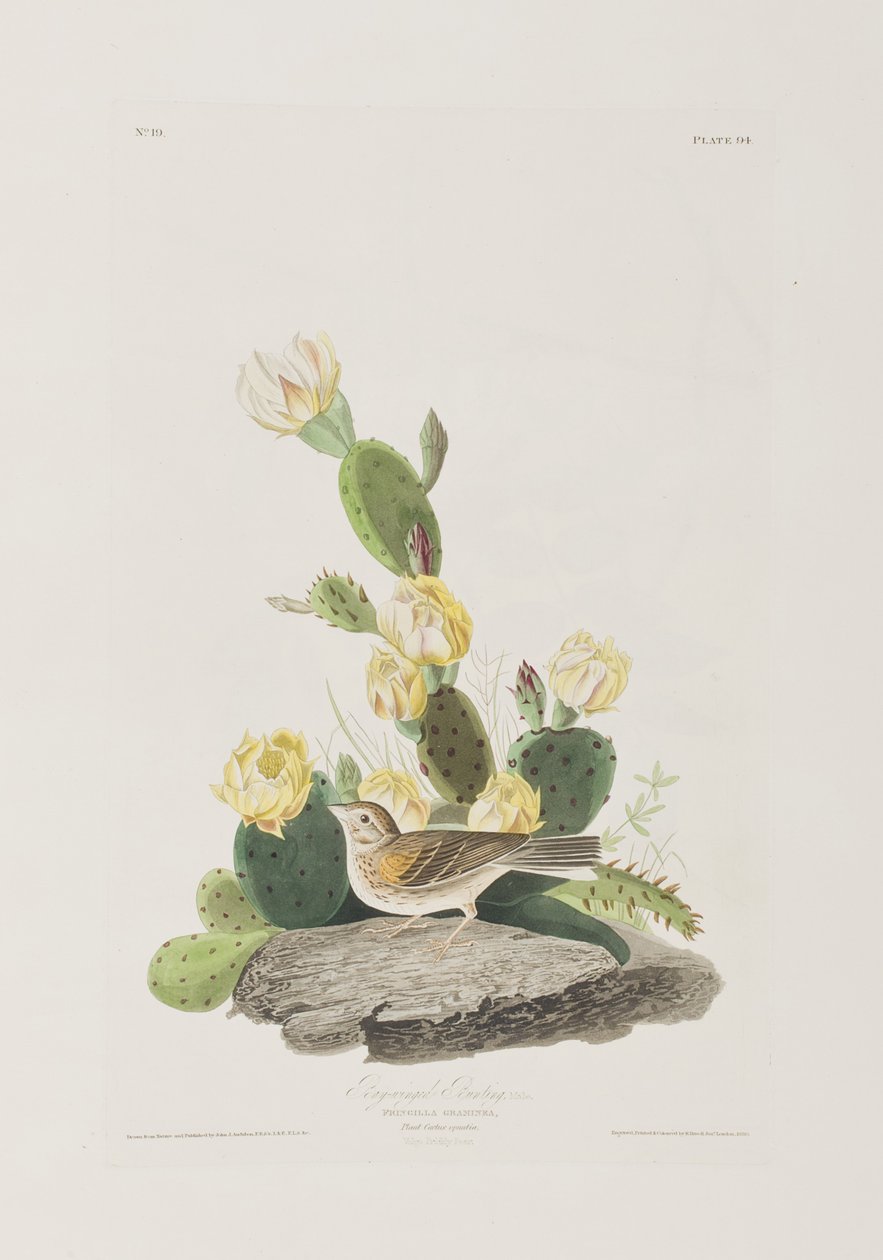 Illustration fra 