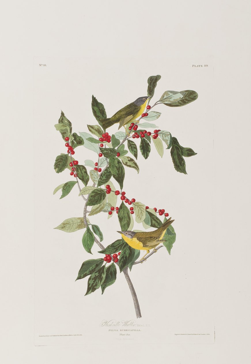 Illustration fra 