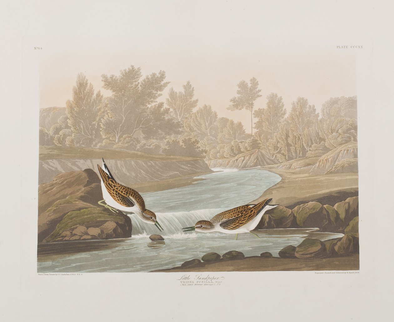 Illustration fra 