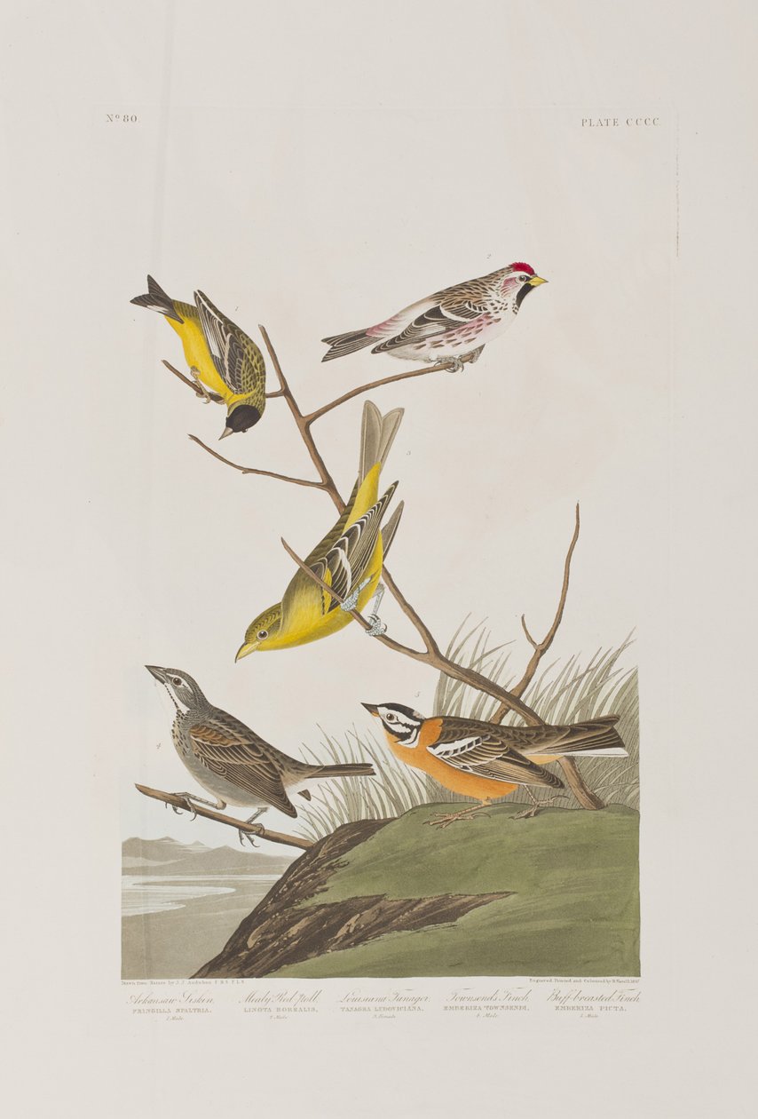Illustration fra 