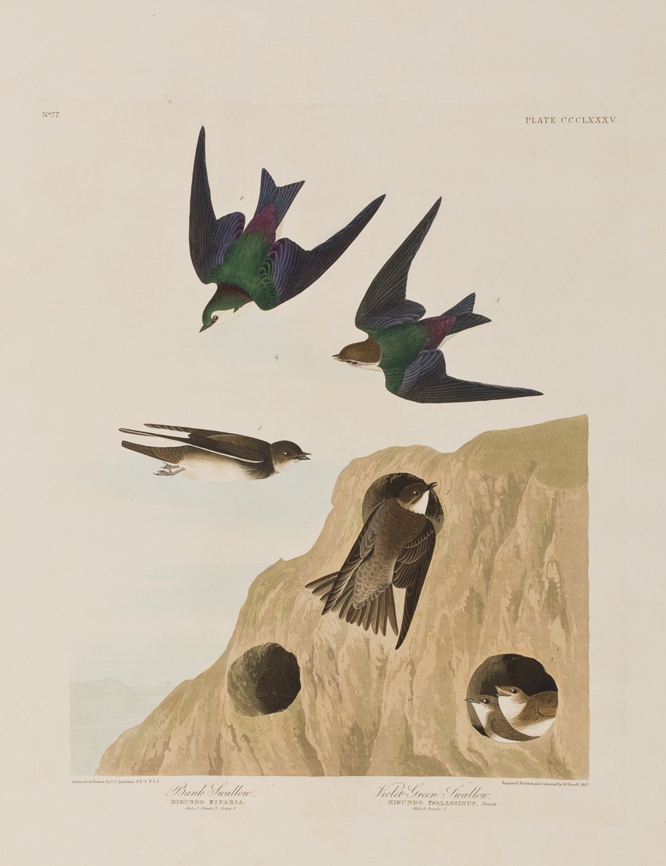 Illustration fra 