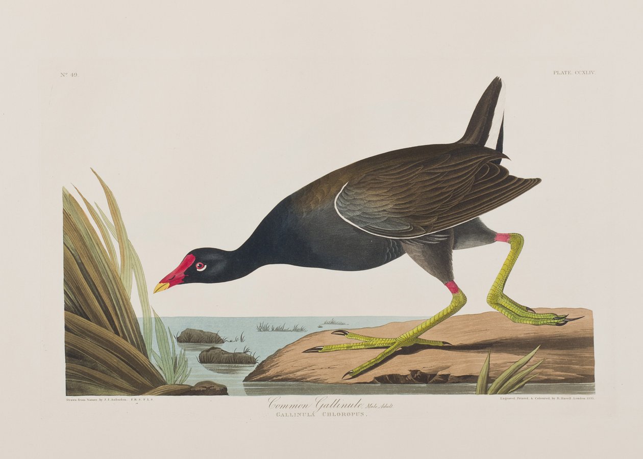 Illustration fra 