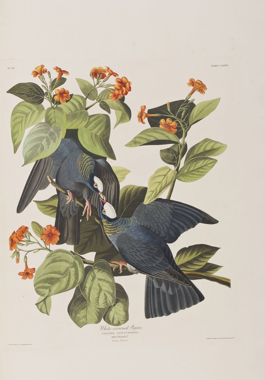 Illustration fra 