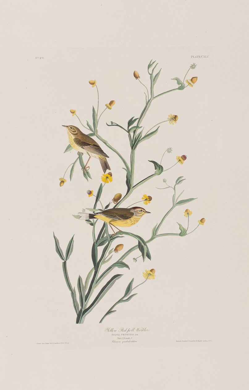 Illustration fra 