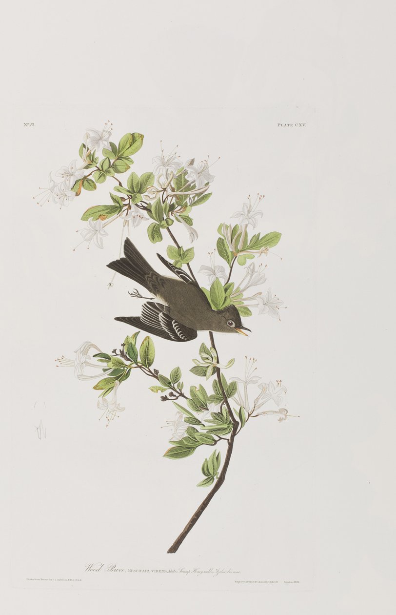 Illustration fra 