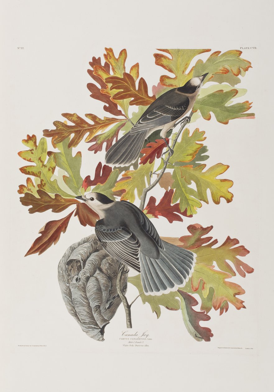 Illustration fra 