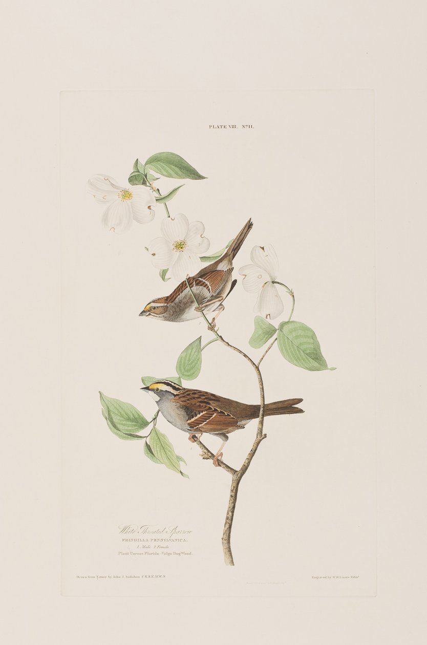 Illustration fra 