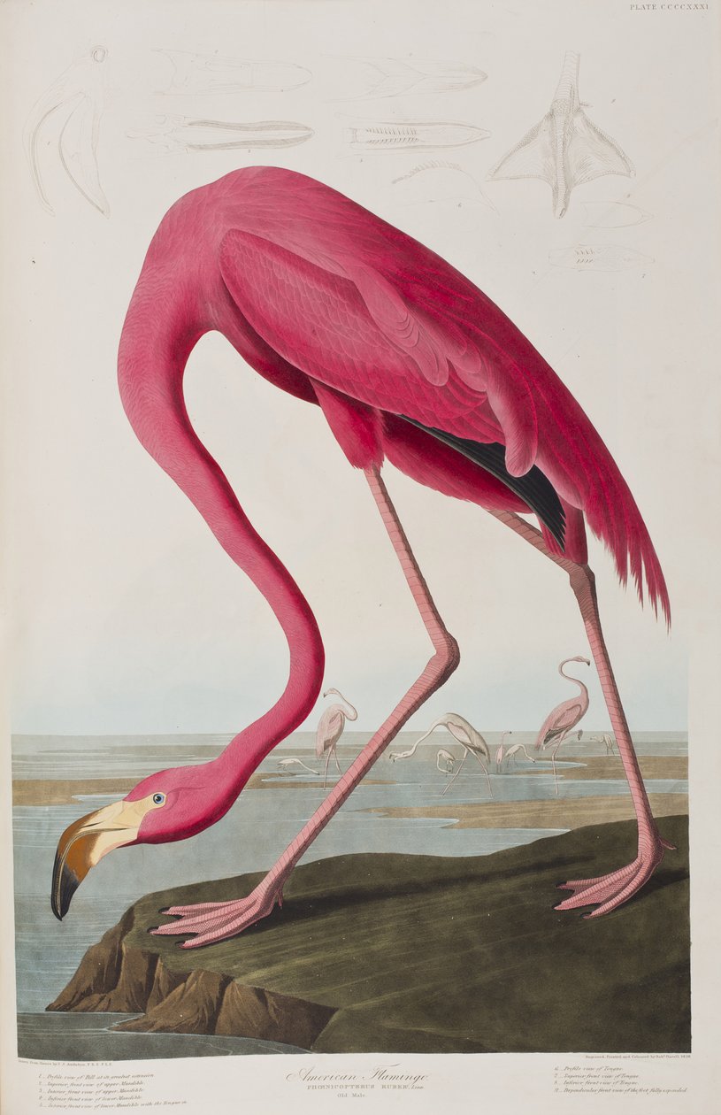 Illustration fra 